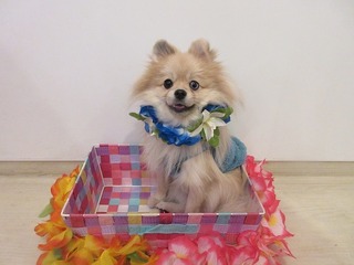 11.2クルム1歳.jpg