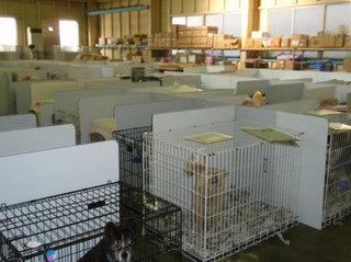 2011.8.飯野シェルター開設4か月目頃の犬舎.jpg