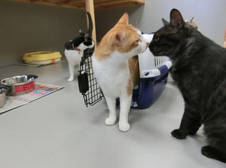 2014.07.仲良しな猫たち.jpg