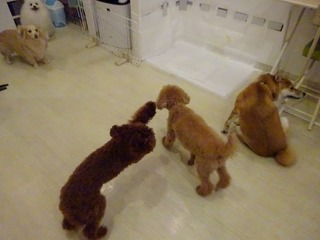 DSC00031.jpg
