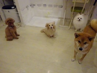 DSC00036.jpg