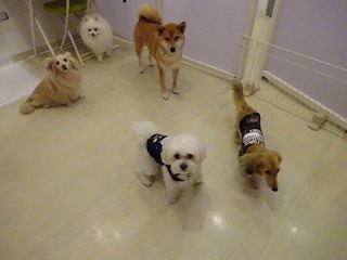 DSC00037.jpg