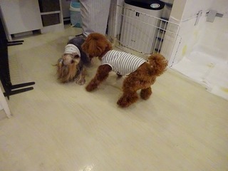 DSC00078.jpg