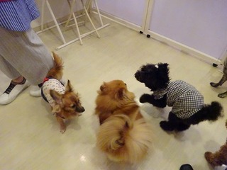 DSC00111.jpg