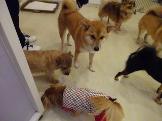 DSC00161.jpg