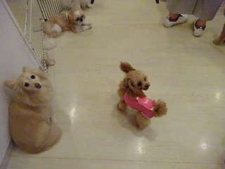 DSC00238.jpg