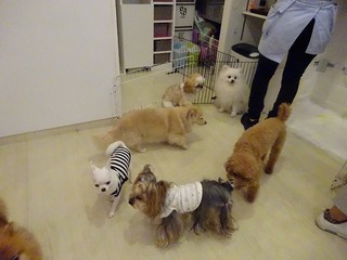 DSC00249.jpg