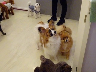 DSC00328.jpg