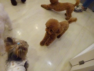 DSC00368.jpg