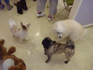 DSC00387.jpg