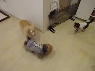 DSC00393.jpg