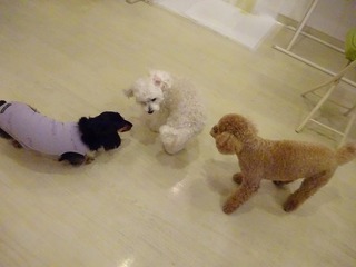 DSC00452.jpg