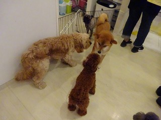DSC00487.jpg