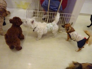 DSC00495.jpg