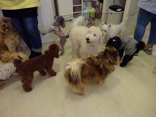 DSC00506.jpg