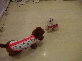 DSC00518.jpg
