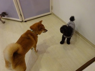 DSC00527.jpg