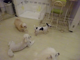 DSC00694.jpg