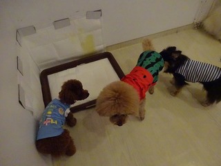 DSC00733.jpg