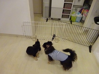 DSC00752.jpg