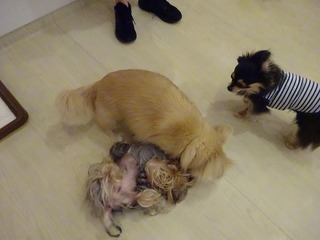 DSC00873.jpg