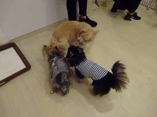 DSC00883.jpg