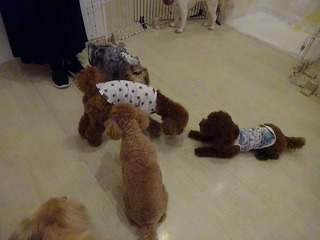 DSC00962.jpg