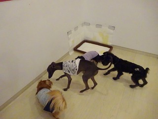 DSC01145.jpg