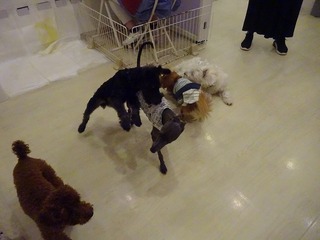 DSC01183.jpg