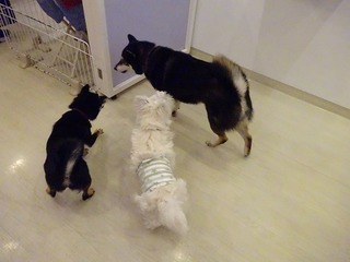 DSC01223.jpg