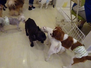 DSC02013.jpg