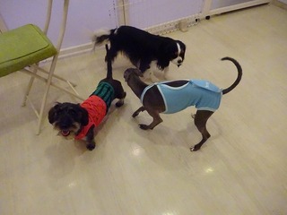 DSC02347.jpg