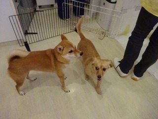DSC02371.jpg