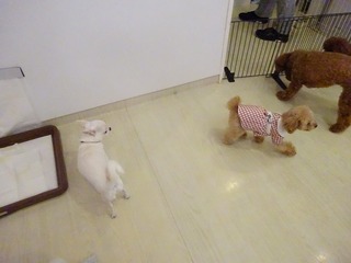 DSC02414.jpg