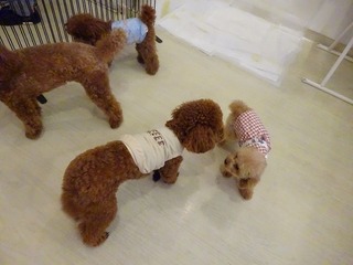 DSC02417.jpg