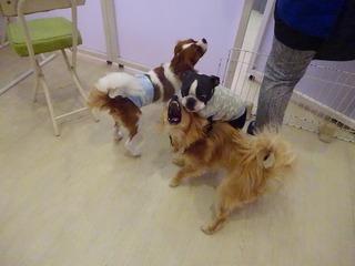 DSC02439.jpg