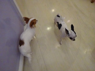 DSC02527.jpg