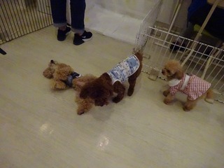 DSC02647.jpg