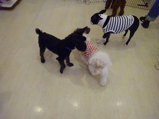 DSC02809.jpg