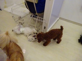 DSC02954.jpg