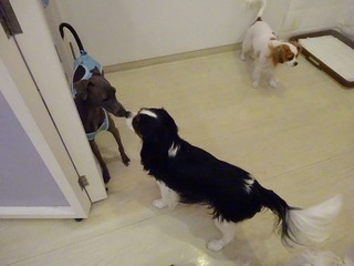 DSC02962.jpg
