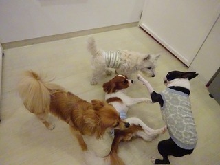 DSC02970.jpg