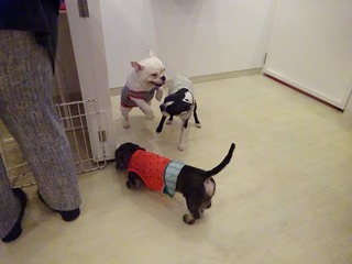 DSC03036.jpg