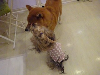 DSC03103.jpg