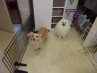 DSC03106.jpg
