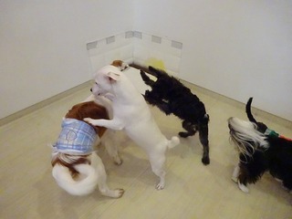 DSC03126.jpg