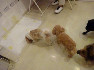 DSC03252.jpg