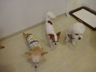 DSC03739.jpg