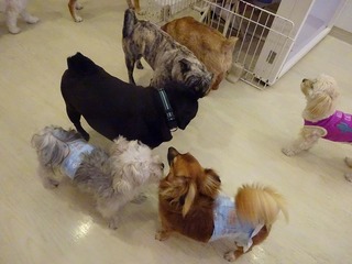 DSC03779.jpg