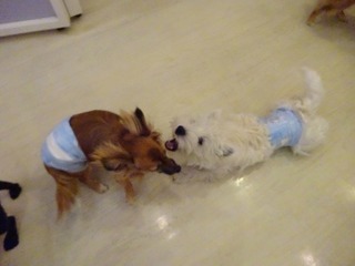 DSC03927.jpg